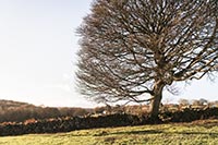 Click Here To Enlarge